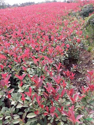 河南新密供应大量高品质红叶石楠苗